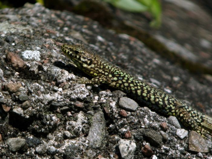 Podarcis muralis